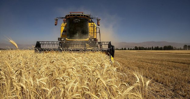 Kuraklık ve soğuğa dayanıklı tritikale geliştirilecek