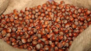 Fındık Fiyatları Haftaya Düşüşle Başladı
