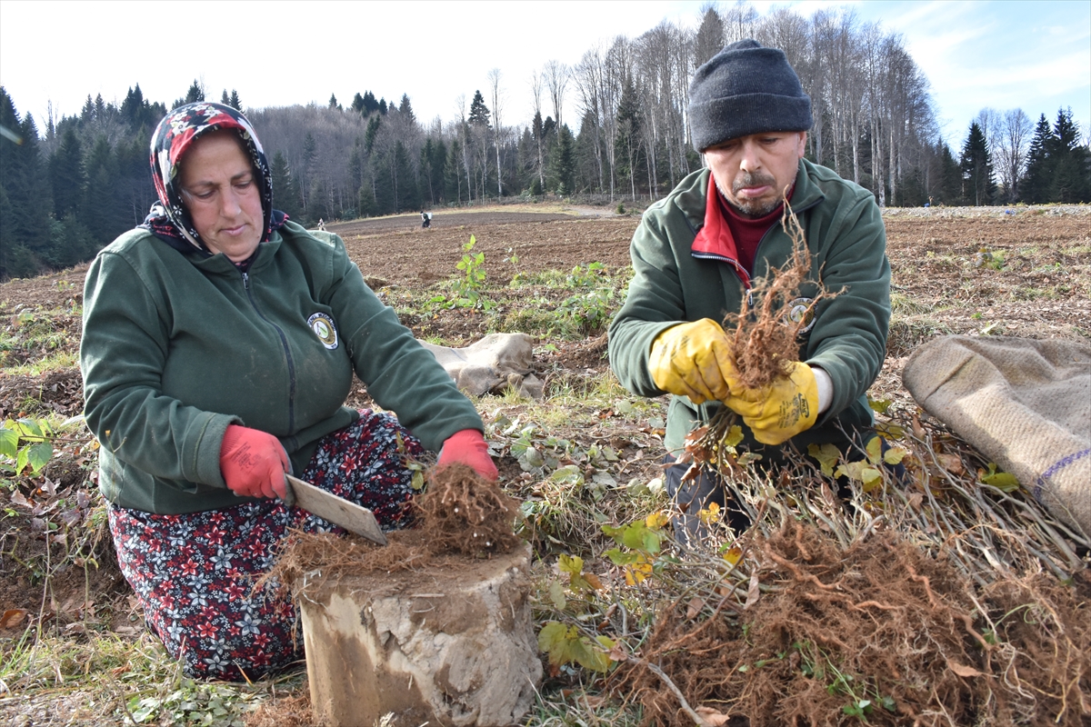 Trabzon’da kayın tohumları orman köylülerinin geçim kaynağı oldu