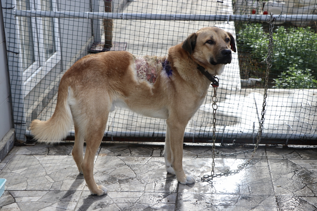 Trabzon’da üzerine kaynar su dökülen sahipsiz köpek tedaviye alındı