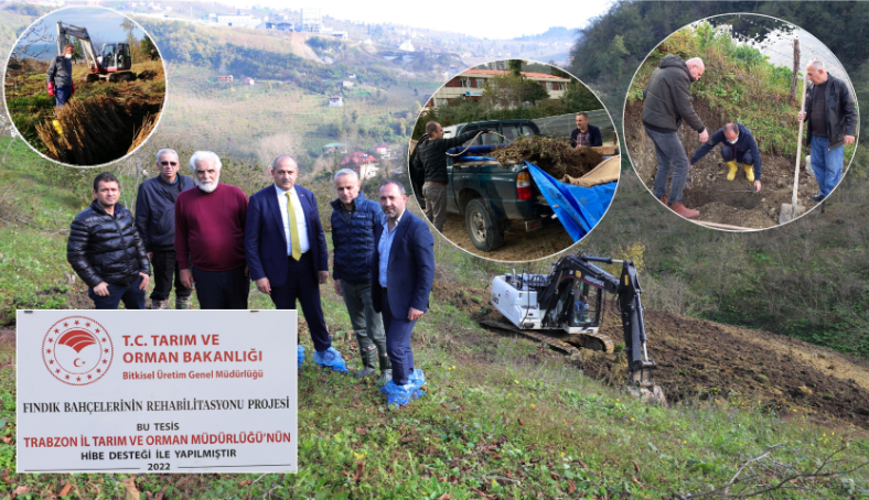 Fındık Bahçelerinin Rehabilitasyonu Projeleri Devam Ediyor