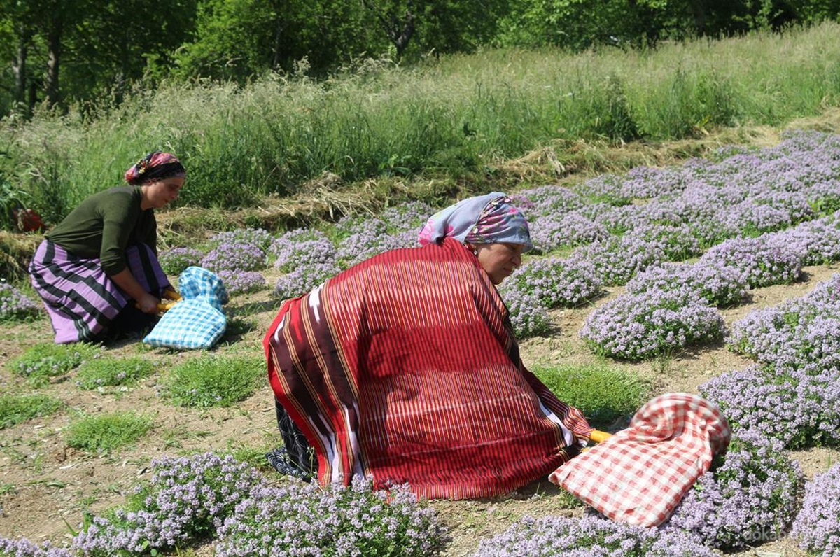 Doğu Karadeniz’de kalkınmaya 2023’te 1 milyar lira destek hedefleniyor