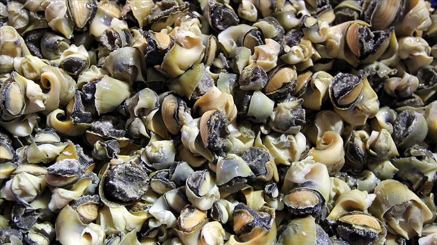 Türkiye’nin deniz salyangozu ihracatı 18,7 milyon doları aştı
