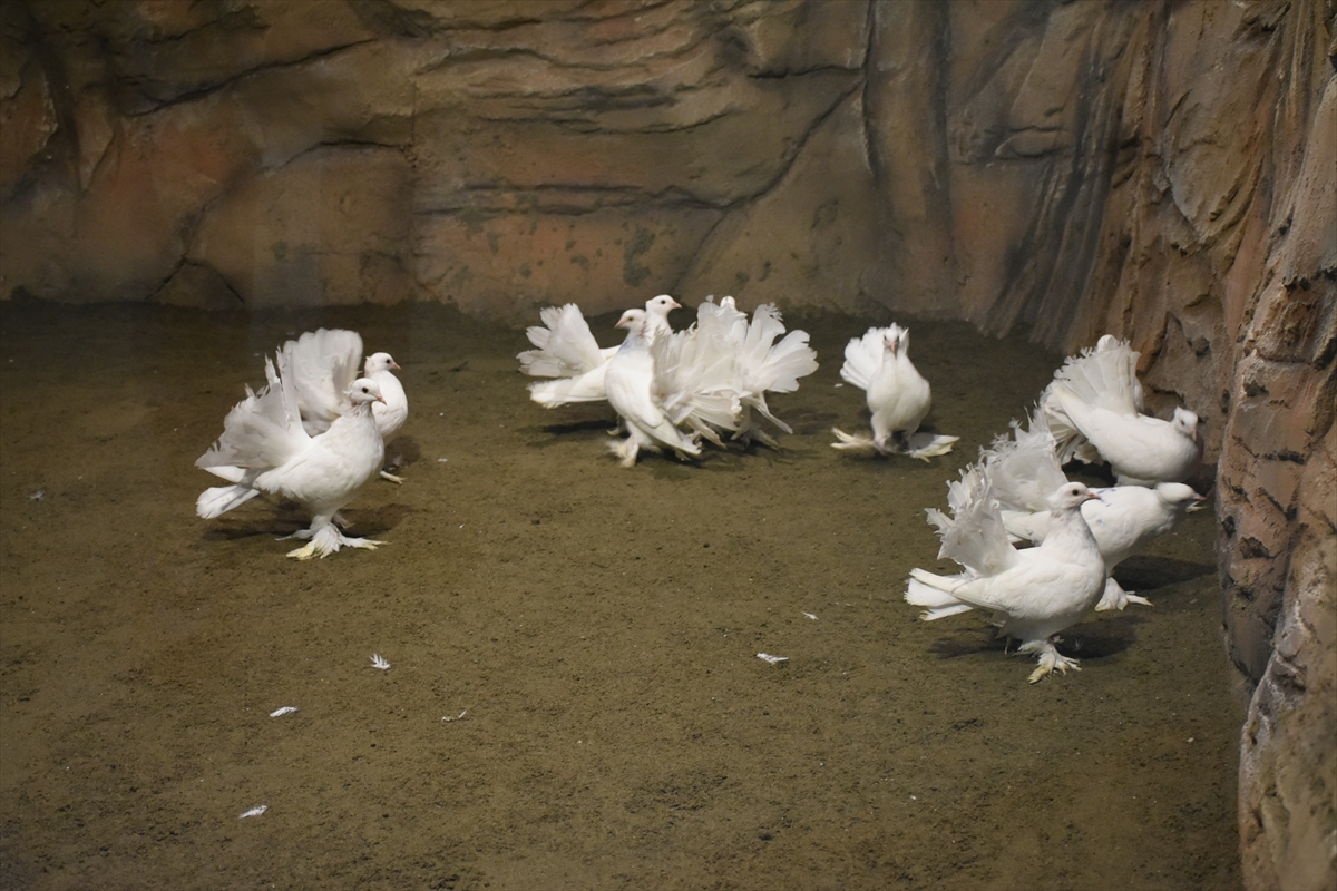 Trabzon’da yapımı tamamlanan Kuş Parkı hizmete açıldı