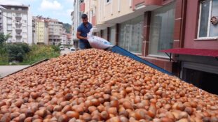 Fındık Piyasasında İstikrarlı Seyir Sürüyor