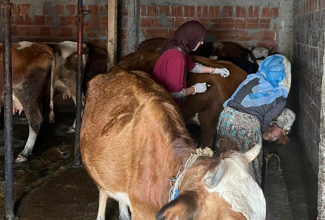 Çaykara Yaylalarında Hayvan Sağlığı İçin Aşılama Seferberliği